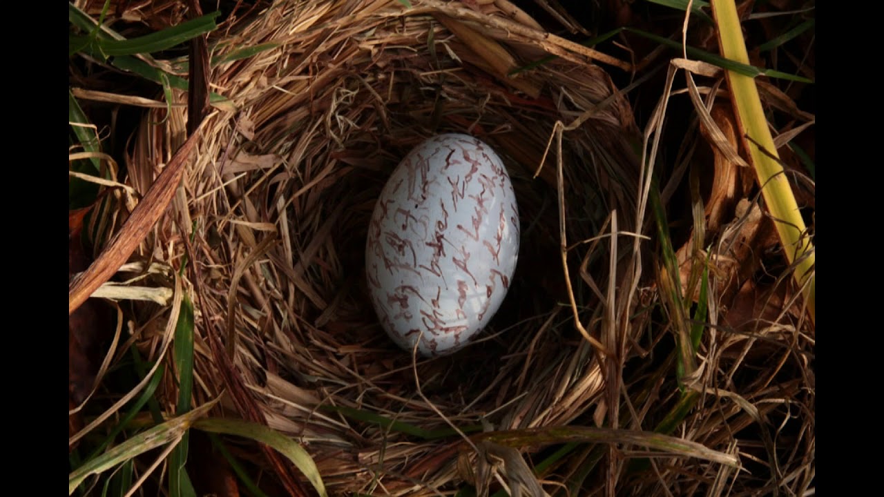 The Hedge School - Addicted To Poetry