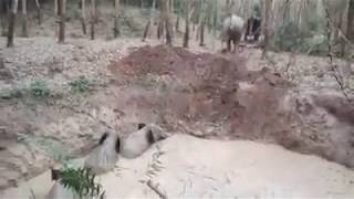 Four Baby Elephants Rescued From Water Pit