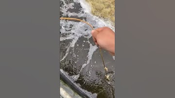 Mô hình nuôi tôm trong bể xi măng chỉ áp dụng nuôi nước mặn bà con nhé!🦐🦐#ViệtÚc #VũĐứcThiện