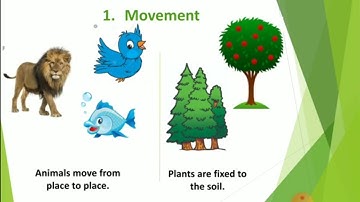 Class 3 Science - Differences between Plants and Animals