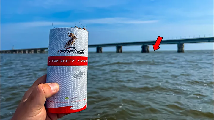 SECRET Sheepshead Bait Catches GIANT Fish!!