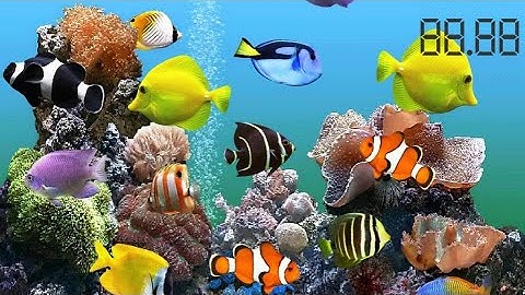 30 Minute 4K Aquarium Countdown Timer Video & Relaxing Piano Music