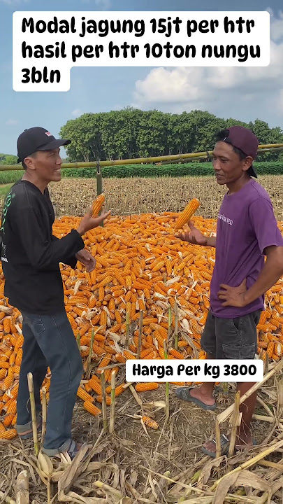 MODAL JAGUNG 15 JUTA PERHEKTAR PANEN 10 TON PERHEKTAR