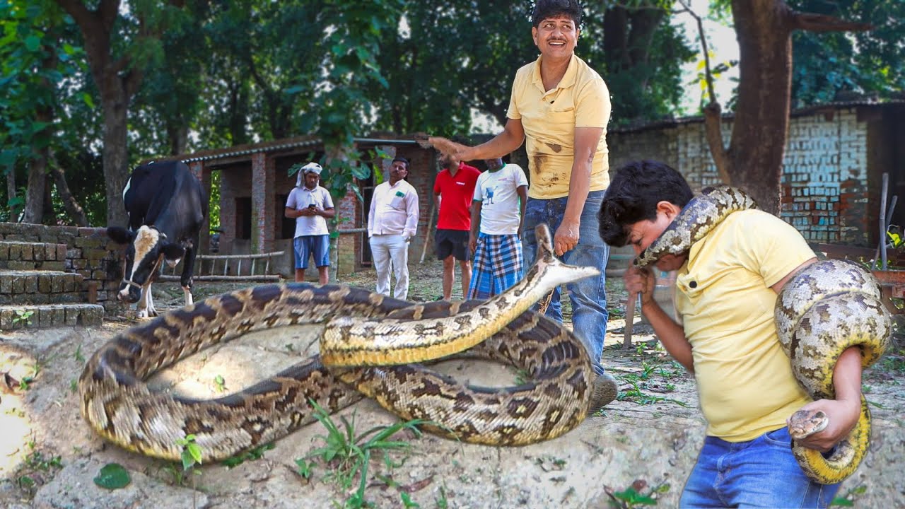 गर्दन मरोड़ कर जिंदा ही निगल जाता अजगर ! कैमरे में क़ैद हुआ जानलेवा ...