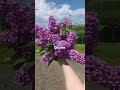 ๐ธ๐๐๐๐ ๐๐๐๐ ๐๐โ๐๐๐๐ ๐๐๐๐๐
๐ โค๐ #rekkkkkk #aktiv #shortsviral #shorts #viral #flowers