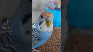 знакомтись это мой попугайчик Яшка! 🐦😊