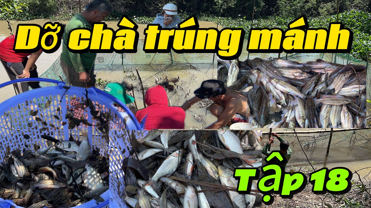 Tập 18 - Dỡ chà trúng mánh gần 200kg cá chốt 