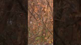 Famous Should You Try Super Aggressive Public Land Hunting? #bowhunting #deerhunting #publiclandhunting Profile