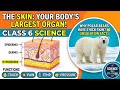 Skin – Largest Organ 😲 | Class 6 Science | Functions & Layers Explained Easily
