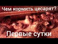 Чем кормить цесарят первые сутки?