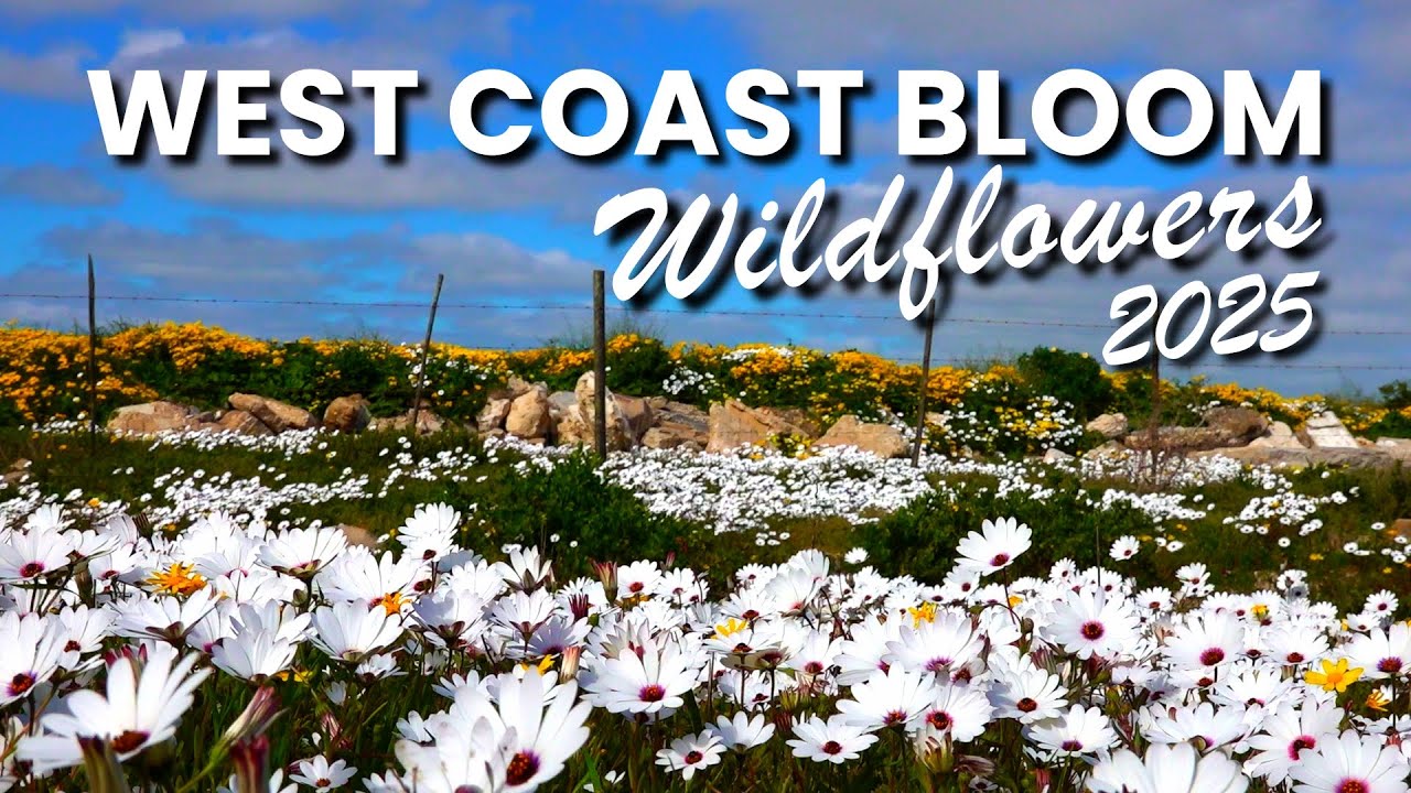 West Coast Flowers 2025 🌼 Stunning Wildflower Season in South Africa