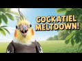 Cuteness Overload: The Adorable World of Cockatiels #birds #avian