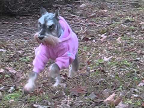 How To Stop A Dog From Chasing Cars Dog Whisperer How To Stop A Dog From Chasing Cars Dog Whisperer