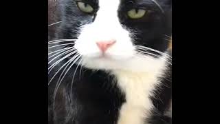 Kattnosen!
Katter har också en nos! XD Kattnosen!