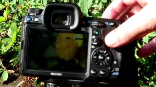 Bee macro shoots easy How to
