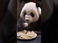 panda is loving the momo!! #shorts #funny #funnyshorts