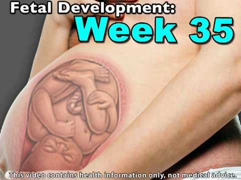 35 Weeks Pregnant - American Pregnancy Association