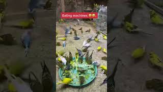 The eating machines budgies!🐤🐦🐣🐥. #birds #tamed #cockatielsing #cockatielbird #pets #cockatoos