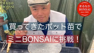 310 買ってきた物で、ミニBONSAIを作ります。 【ミニ盆栽】 - YouTube