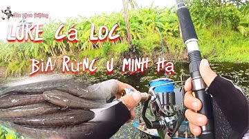 Một ngày câu cá lóc đen || ở bìa rừng u minh hạ || du phan fishing