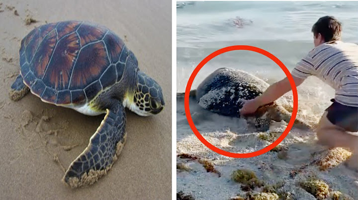 A Good Man Rescues Sea Turtle Stuck in Mud#animals #viral #animallover