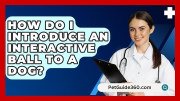 How Do I Introduce An Interactive Ball To A Dog? - PetGuide360.com