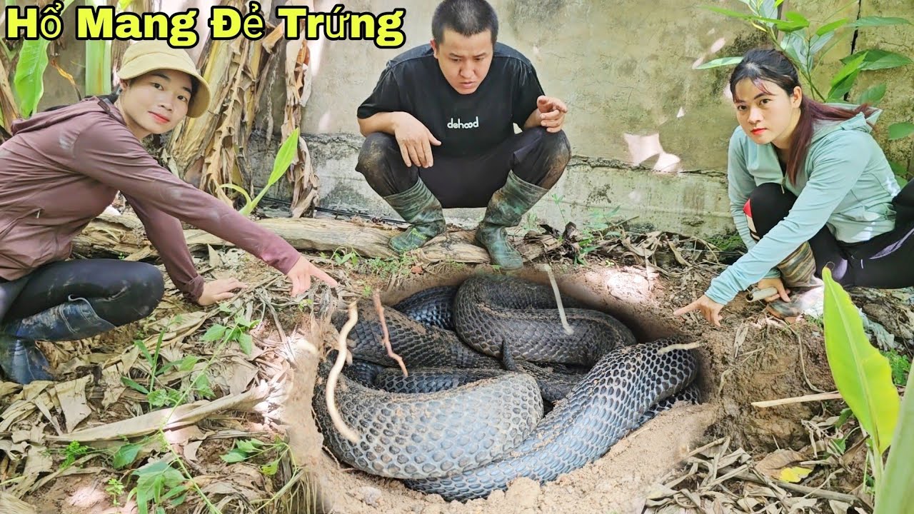 Hai Cô Gái Gào Thét Khi Phát Hiện 2 Con Rắn Hổ Mang Khổng lồ Đang Lột Xác Trong Vườn