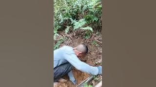 Purple magnolia flowers shine brightly all over the road