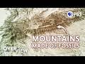 Exploring the Permian Extinction and Ancient Reefs