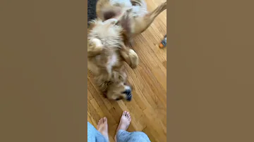 Happy Dog Song DJ Moody Original Audio Video 