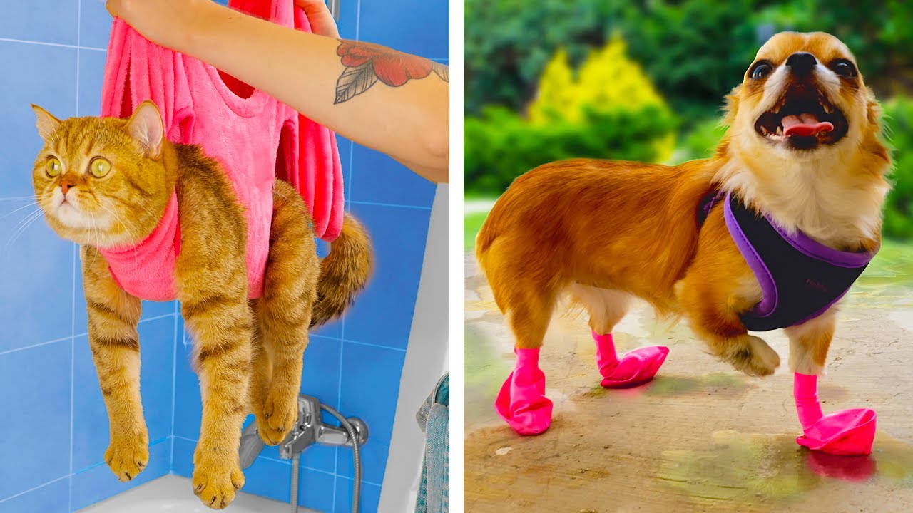 Useful Hacks And Gadgets For Your Cutest Pets