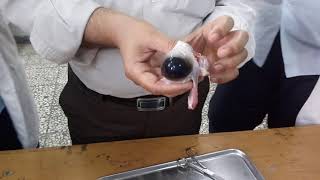 تشریح چشم گاو (بخش اول )              ( Cow eye dissection (part one