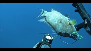 Big Hogfish Swims Down Middle Grounds Ledge