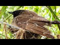 Mother Protecting baby birds in Severe Rain by Drowning herself in Rain | Bulbul bird nest