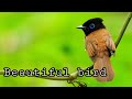 little bird video