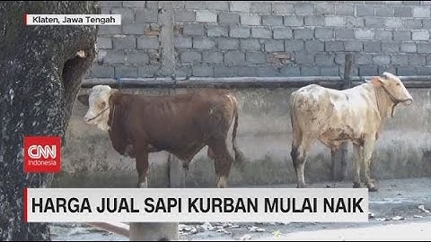 Jelang Iduladha, Harga Sapi dan Daging Naik