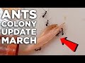 Experiment! Update Fire Ants Colony Tutorial