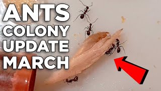 Experiment! Update Fire Ants Colony Tutorial