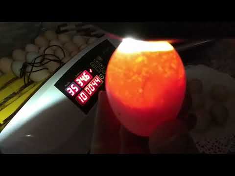 Video: Bir Kuluçka Makinesinde Yumurta Nasıl Kontrol Edilir