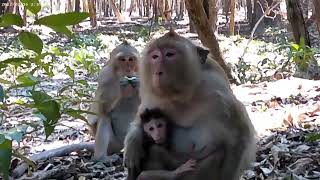 Newborn now walk and play with brother | Wild Life  | @Savy_Show