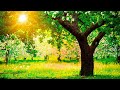 Healing music for the heart and blood vessels - Gentle music, calms the nervous system and pleases