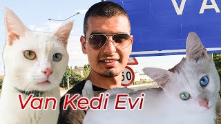 Van Kedi Evi Ziyareti: Van Kedisi Hakkında Detaylar  Haldun Öztürk ile Yol Macerası #15