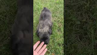 Leonard 5 week old Skye Terrier male