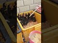 Syringe Feeding Chicks: History & Origins