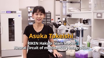 RIKEN CBS Faculty & Labs: RIKEN Hakubi Research Team: Neural circuit of multisensory integration