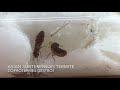 How to Start a Termite Colony | Termite-Keeping 101 |