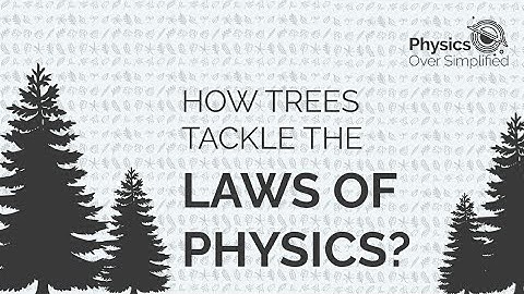 How trees tackle the laws of Physics?