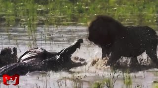 Buaya Rebutan Makan VS Singa! Pertarungan Hewan Buas Di Alam Liar Yang Tertangkap Kamera