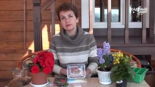 видео: Сеем в марте перцы и баклажаны картинка: Сеем в марте перцы и баклажаны