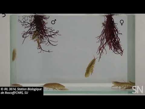 Tiny crustaceans spread red algae’s sex cells | Science News